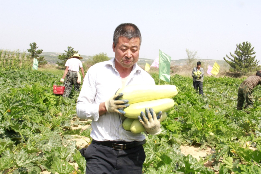 矿山长出“幸福菜”-1
