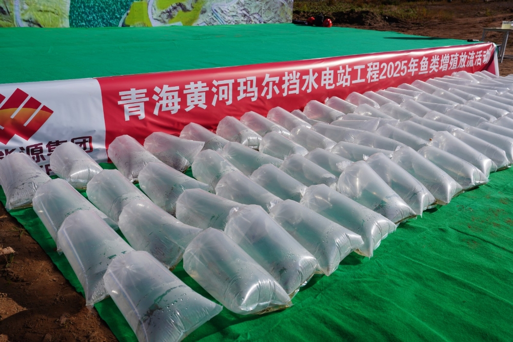 27万尾鱼苗“出征”护航黄河生态-2
