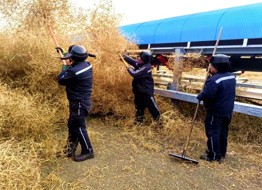 迎风战沙 打响除草“阻击战”-2