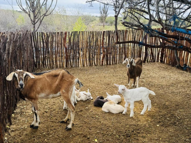 大风车转出“羊奶经济-3