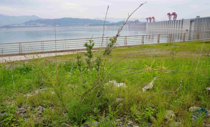 国家二级重点保护野生植物疏花水柏枝抗逆性生态试验成功-1