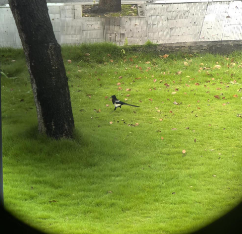 三峡坝区野生动物“朋友圈”再添新面孔-3