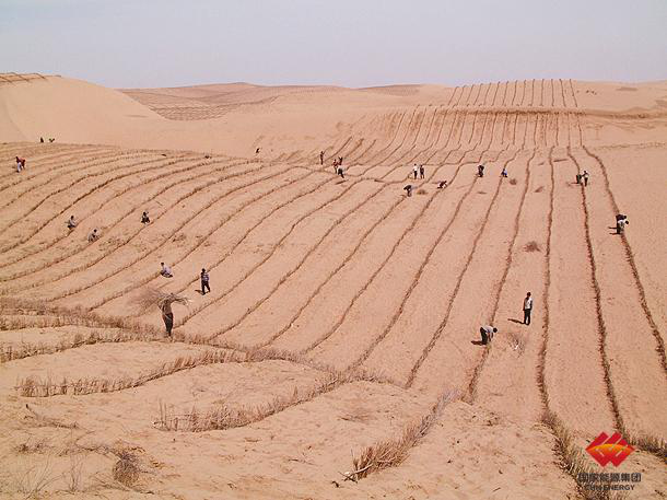 Shendong Coal’s Salix Mongolica Woods Demonstration Base Completed in Batuta-1