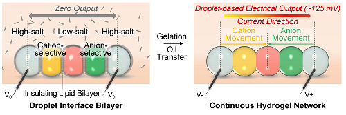 “水滴电池”利用离子梯度发电，为微型生物集成设备的开发开辟道路-1