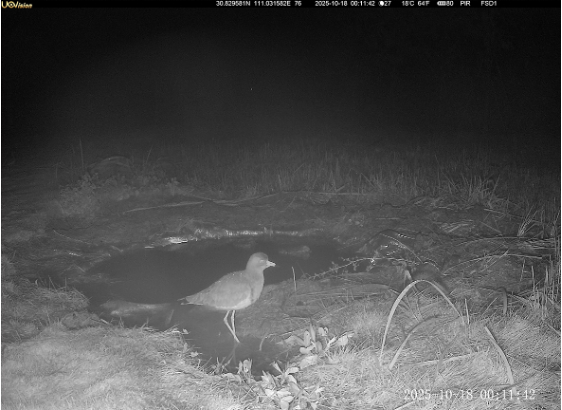 三峡坝区野生动物“朋友圈”再添新面孔-2