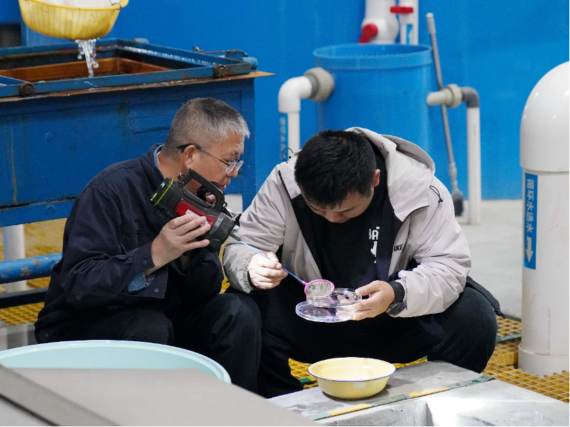 首批子三代中华鲟在三峡集团诞生-6