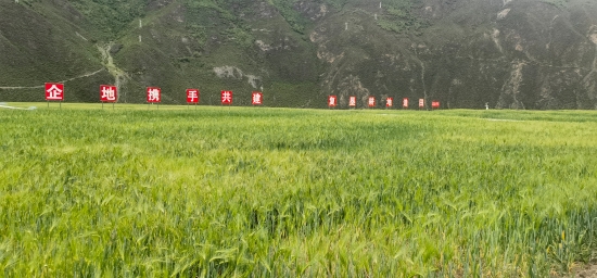 千亩良田焕新颜-2