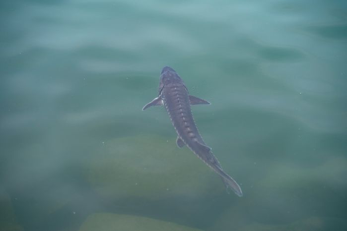 CTG releases 250,000 Chinese sturgeon into Yangtze River-2